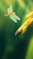 descargar wallpaper de animales